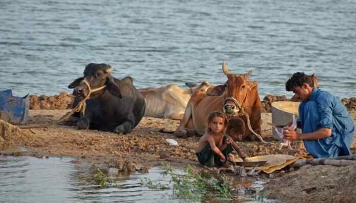 Floods Devastate KP’s Livestock Sector, Losses Top Rs1.5 Billion