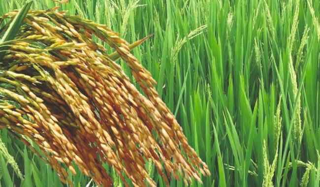 KP Govt Rolls Out Rs100m Development Plan for Latambar, Karak