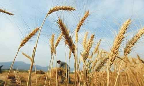 Punjab Plans Wheat Release to Stabilize Soaring Prices
